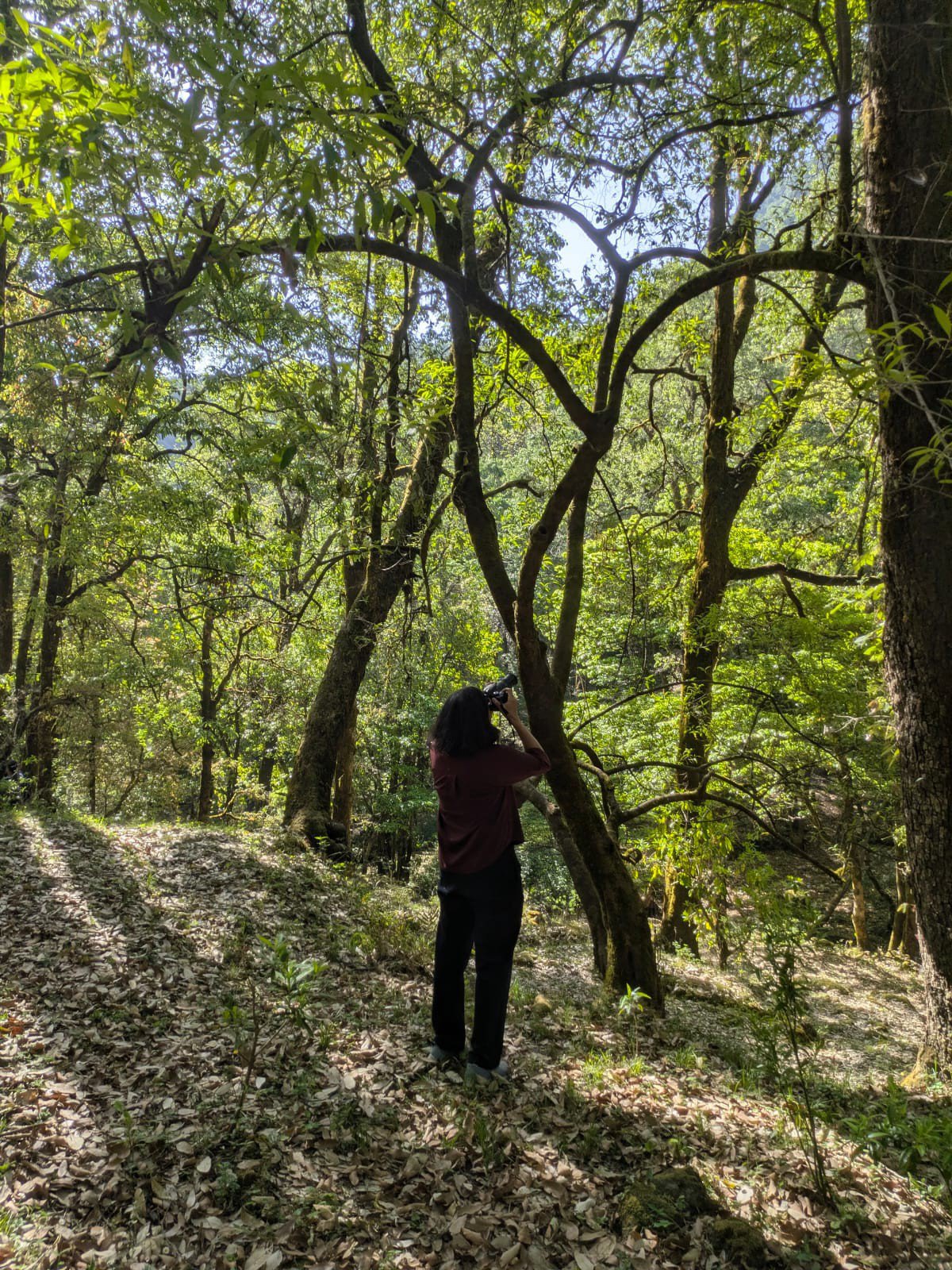 Trekker photographing the forest