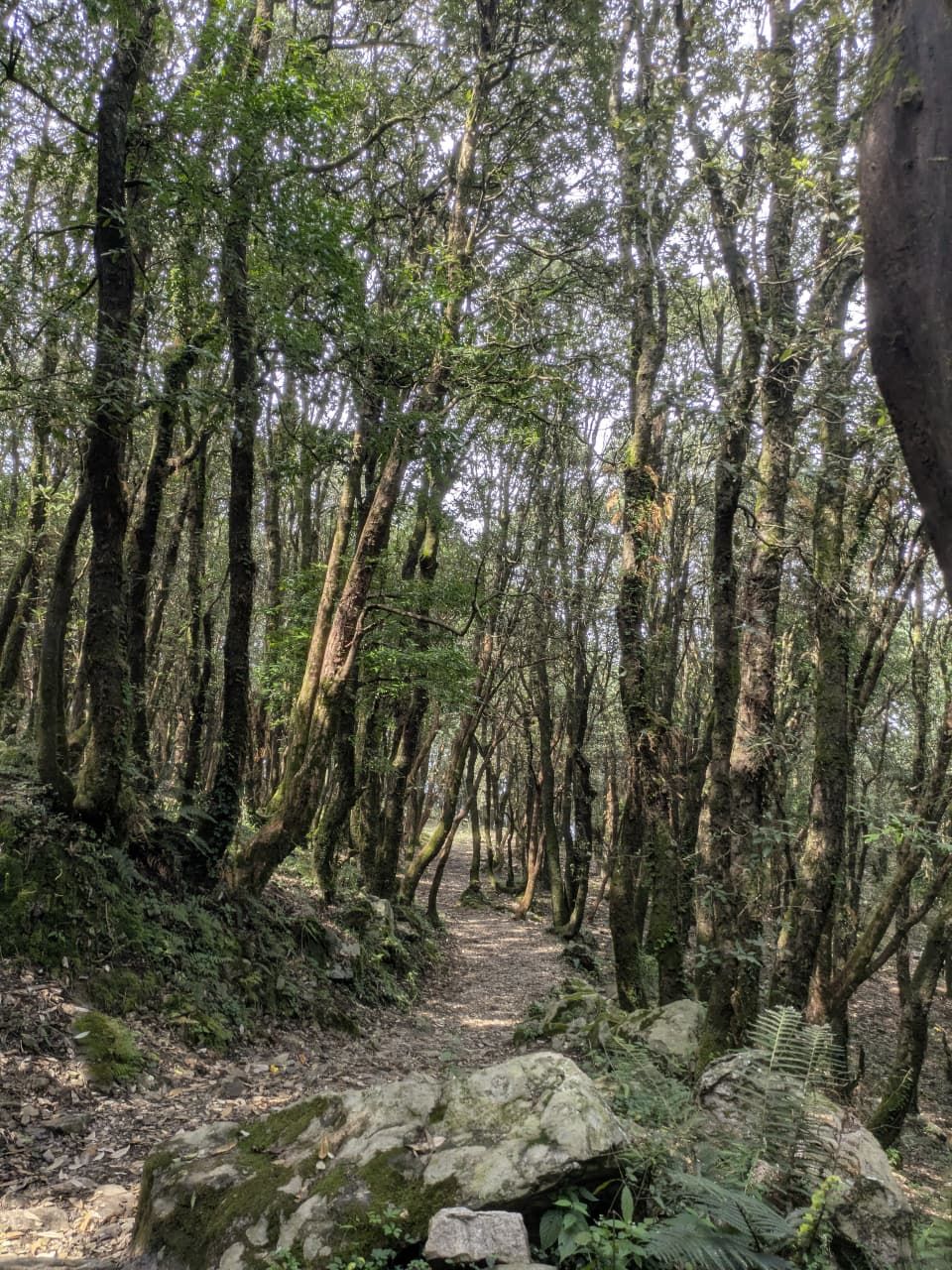 Forest trail through Jabarkhet Nature Reserve
