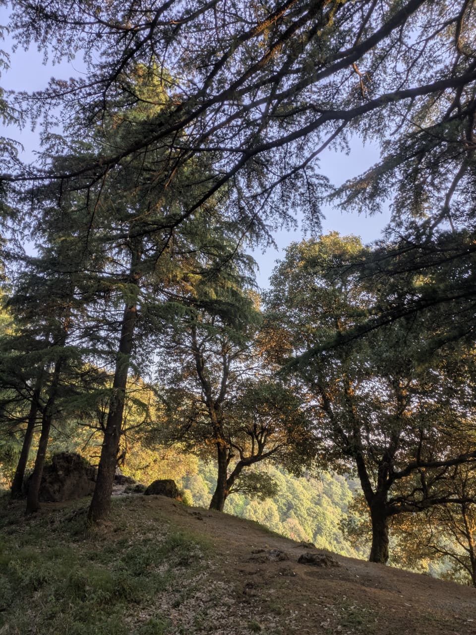 Forest trail with Deodar trees, Nature Walk